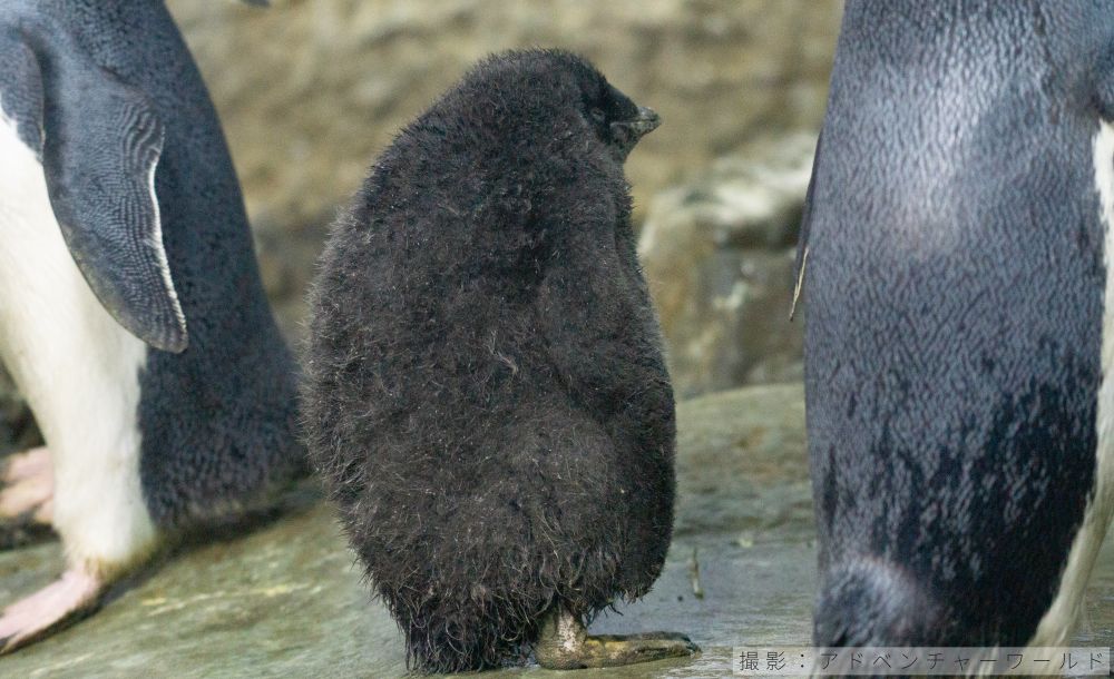 アデリーペンギンのヒナの写真