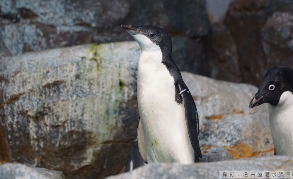 アデリーペンギンの亜成鳥写真