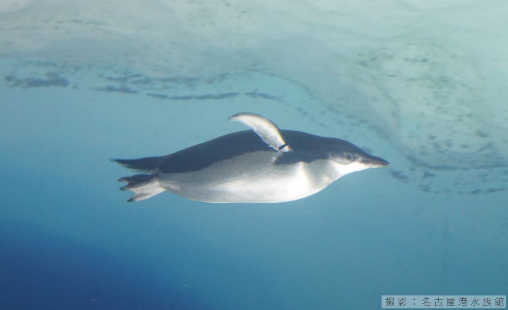 アデリーペンギンの潜水の様子