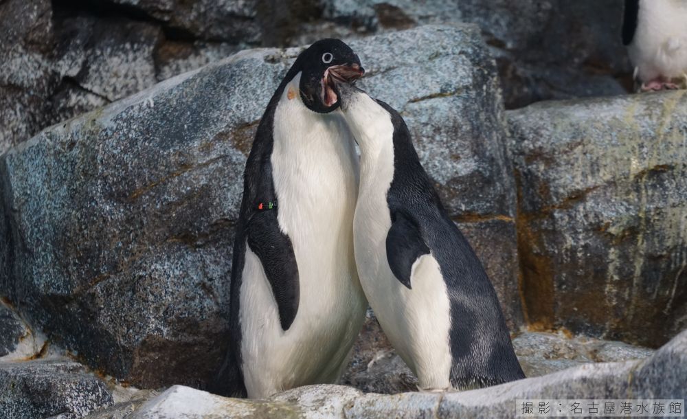 アデリーペンギンの給餌の様子