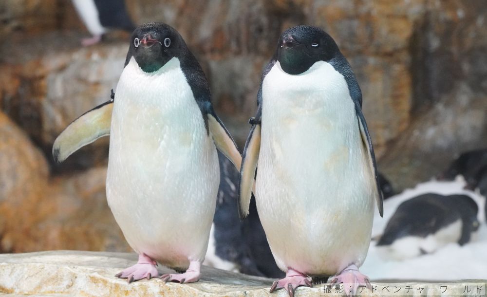 表情豊かなアデリーペンギン