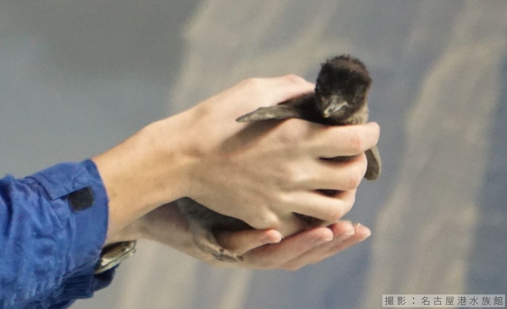 アデリーペンギンの産まれたばかりのヒナ