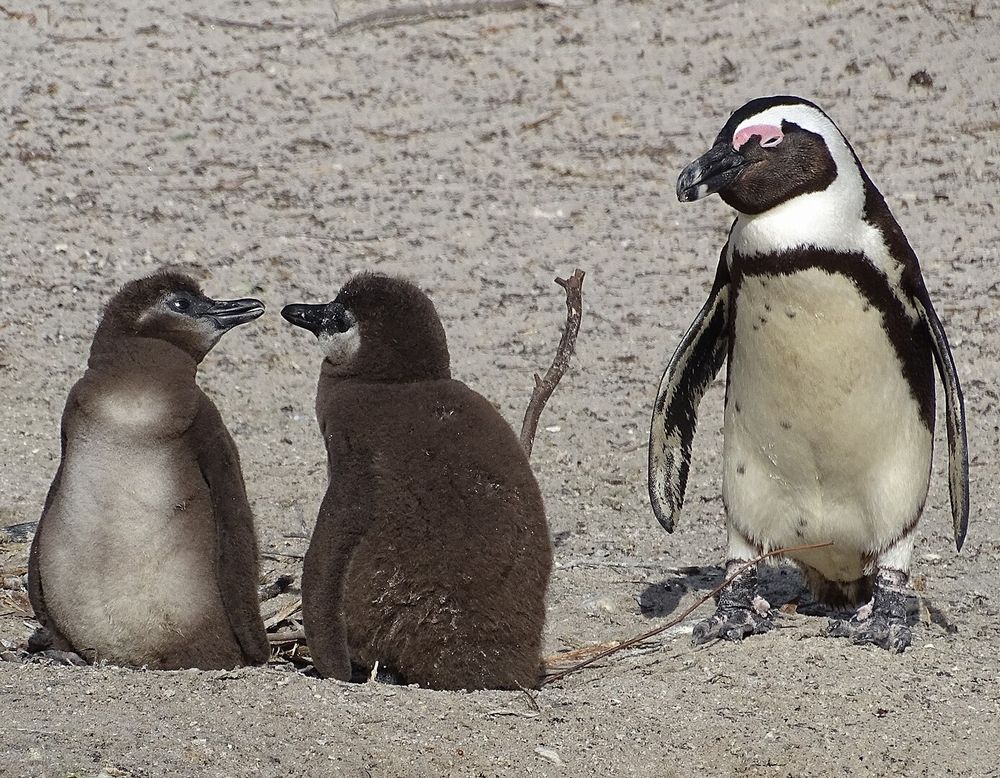 ケープペンギンのヒナの写真