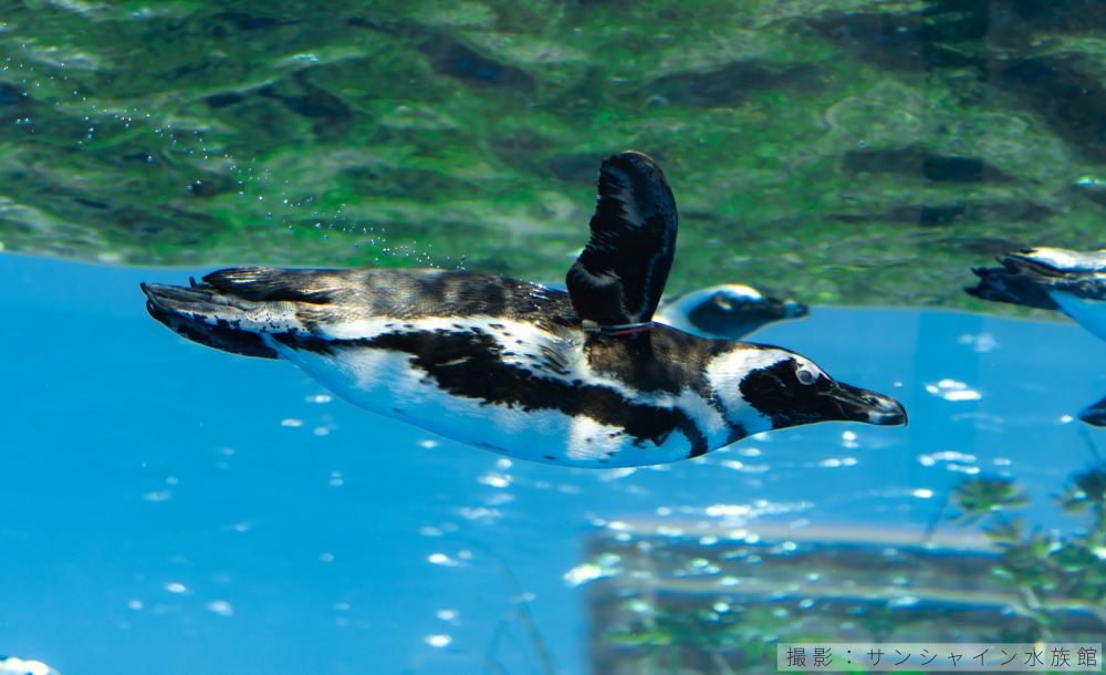 ケープペンギンの潜水