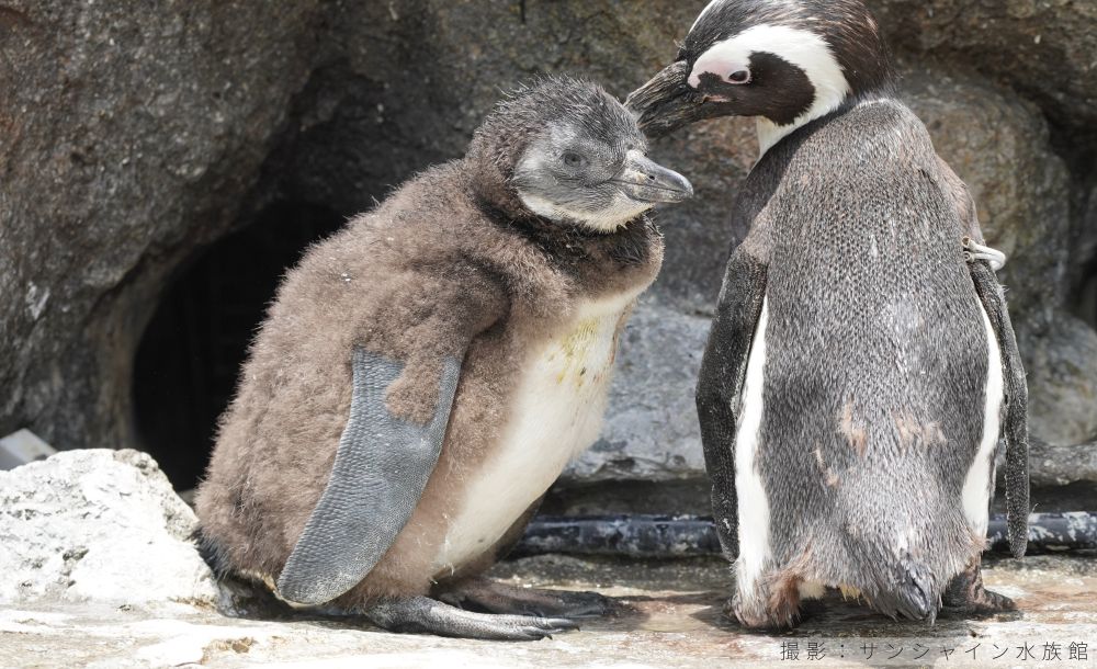 ケープペンギンの巣立ち目前のヒナ