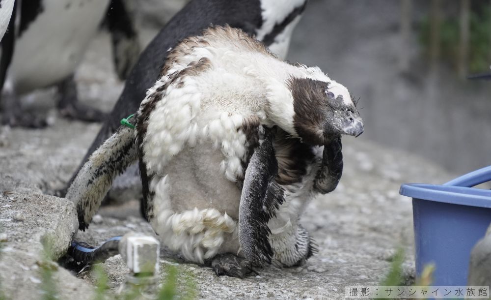 ケープペンギンの換羽