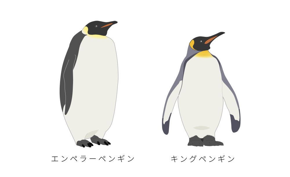 エンペラーペンギン属のペンギン