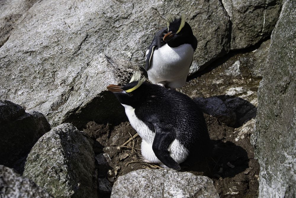 シュレーターペンギンの写真