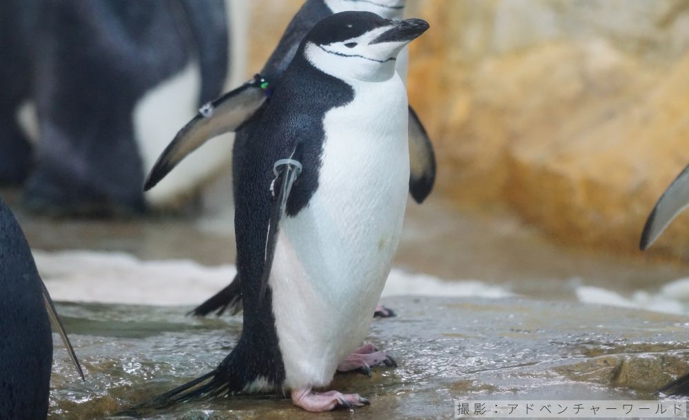 ヒゲペンギンの写真