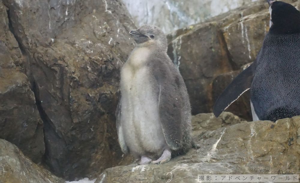 ヒゲペンギンのヒナの写真