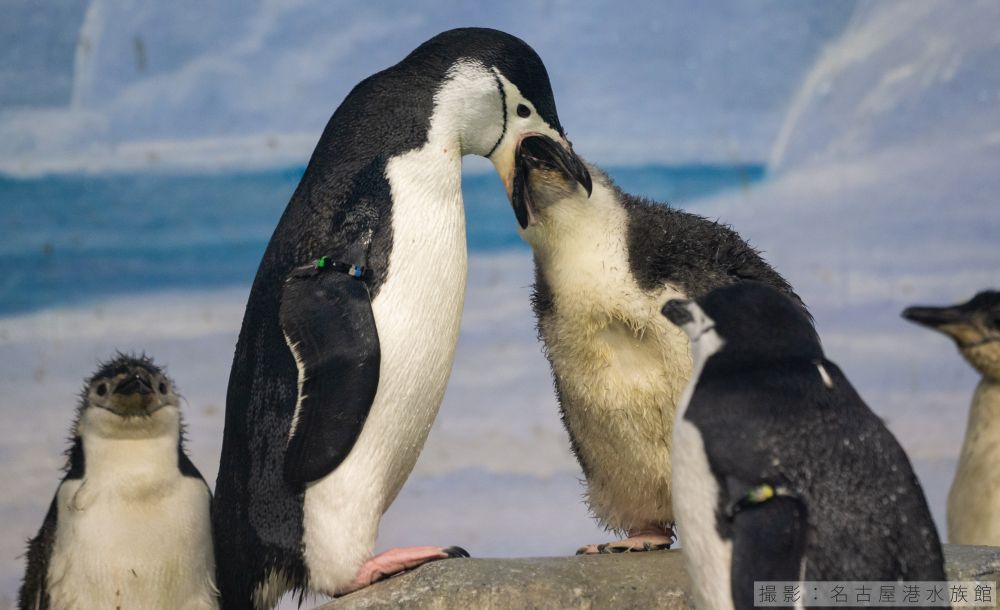 ヒゲペンギンの給餌