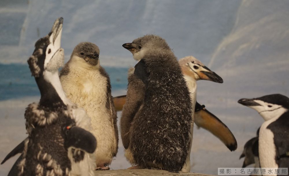 ヒゲペンギンの巣立ち目前のヒナ