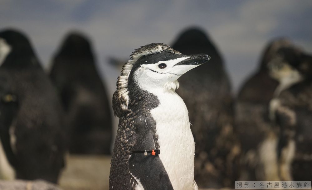 ヒゲペンギンの換羽