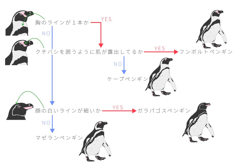 フンボルトペンギン属の見分け方