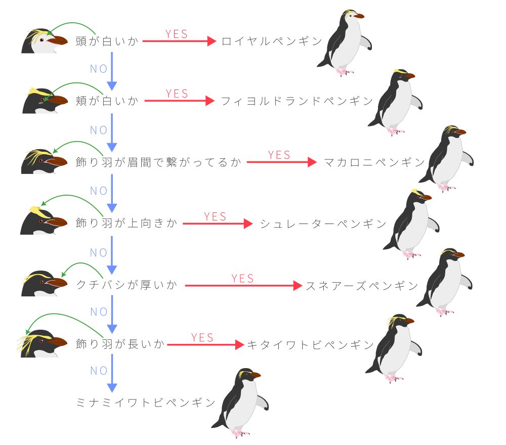 マカロニペンギン属の見分け方