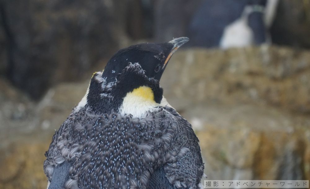 エンペラーペンギンの換羽の様子