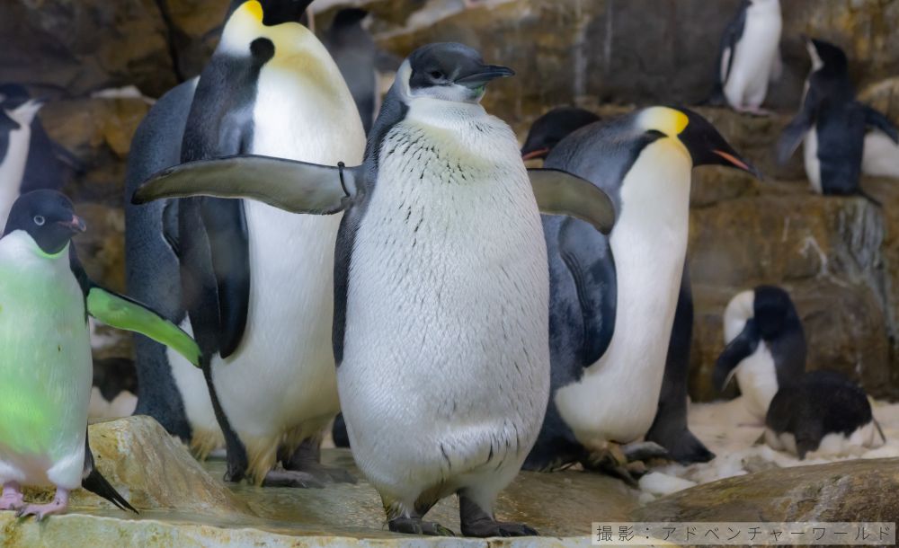 エンペラーペンギンの亜成鳥写真