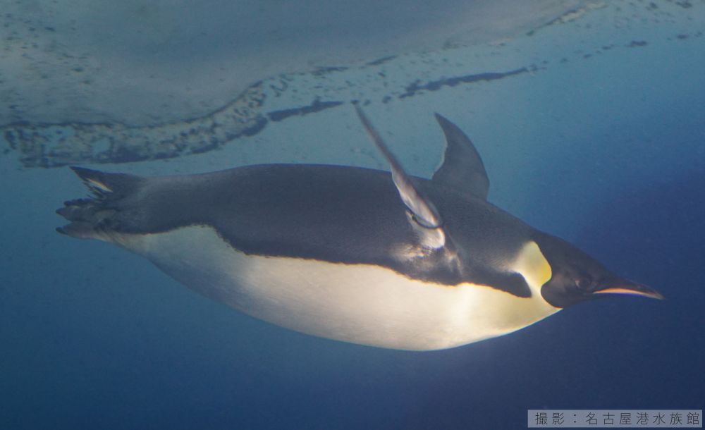 エンペラーペンギンの潜水の様子