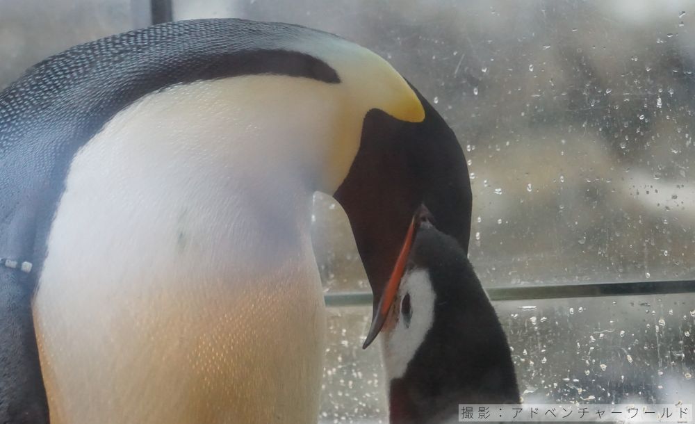 エンペラーペンギンの給餌の様子