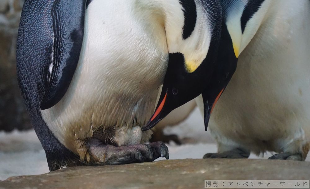 エンペラーペンギンの抱卵の様子