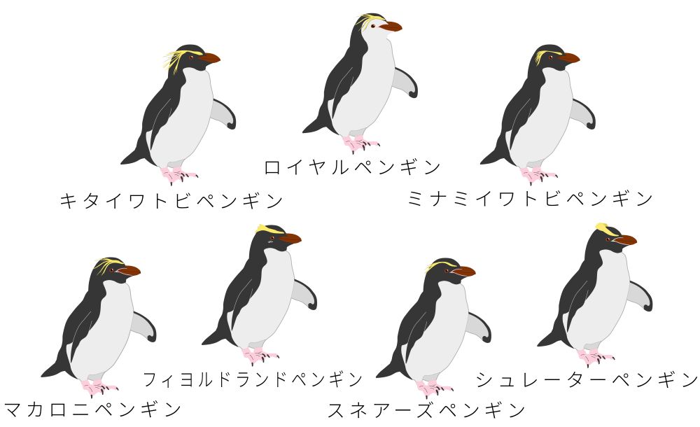 マカロニペンギン属のペンギン