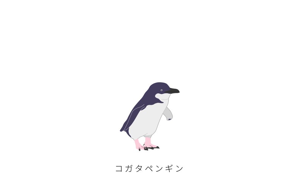 コガタペンギン属のペンギン