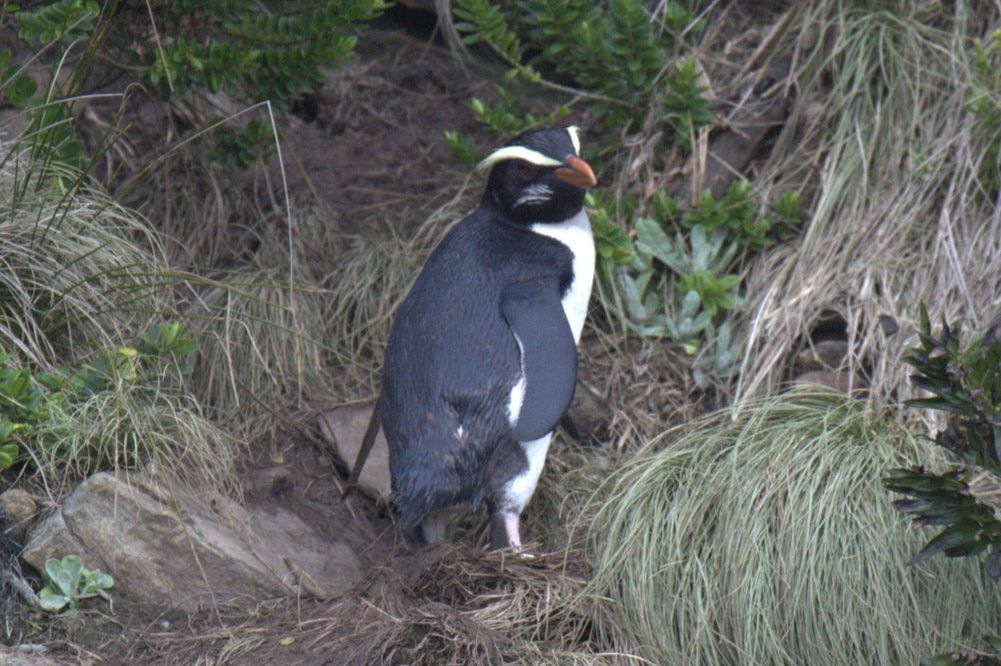 フィヨルドランドペンギンの写真