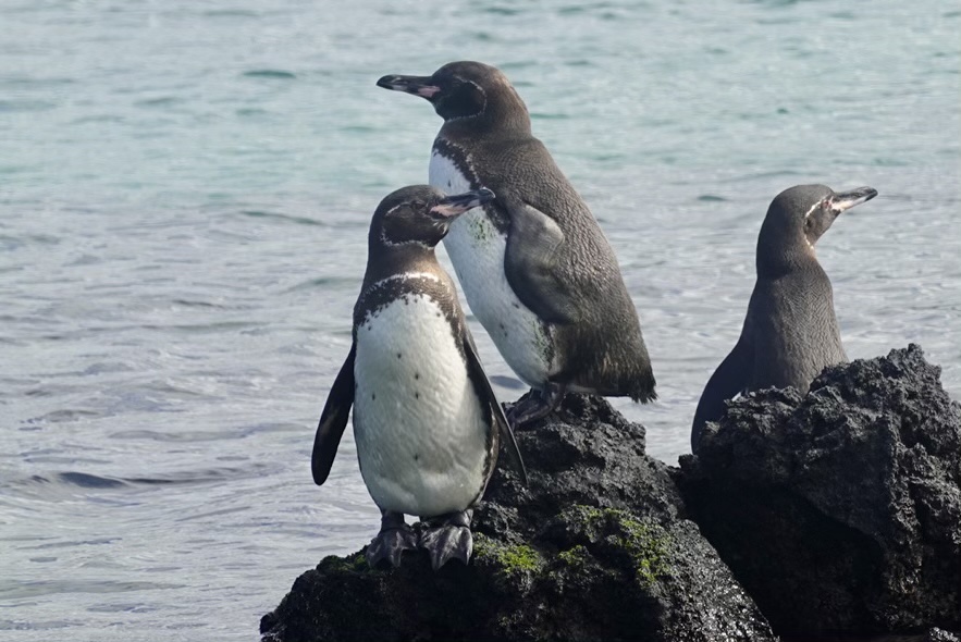 ガラパゴスペンギンの写真