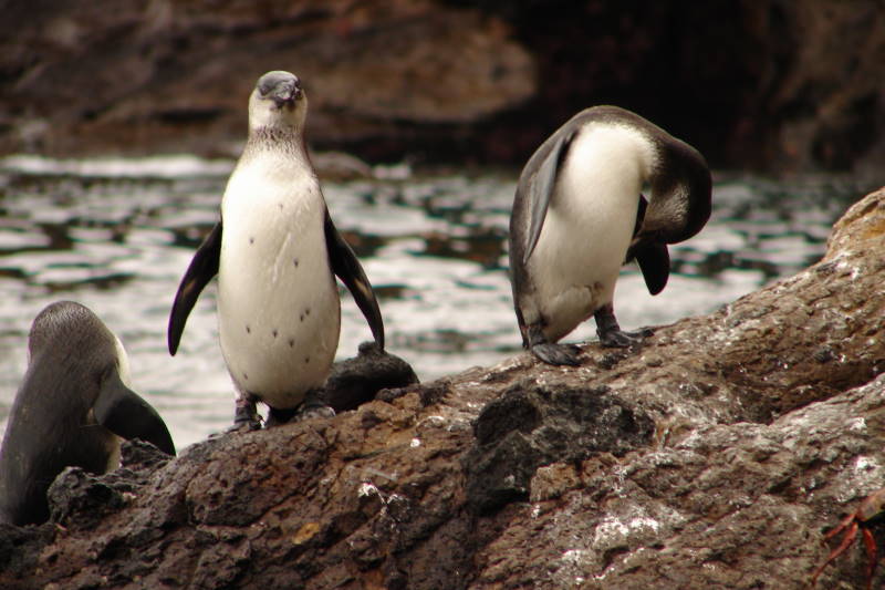 ガラパゴスペンギンの亜成鳥写真