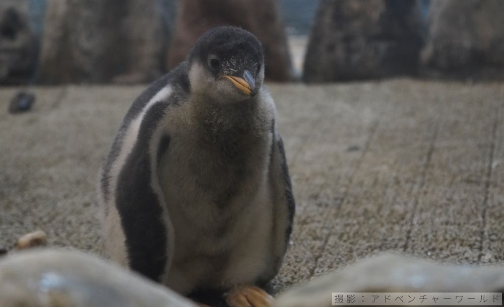 ジェンツーペンギンのヒナの写真