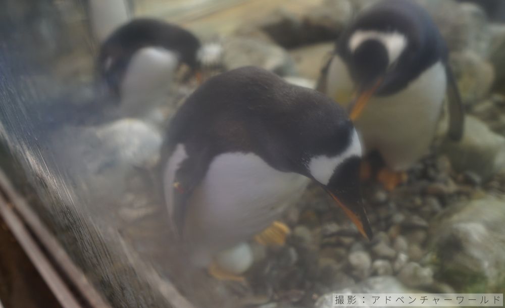 ジェンツーペンギンの抱卵