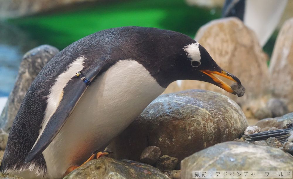 小石を運ぶジェンツーペンギン