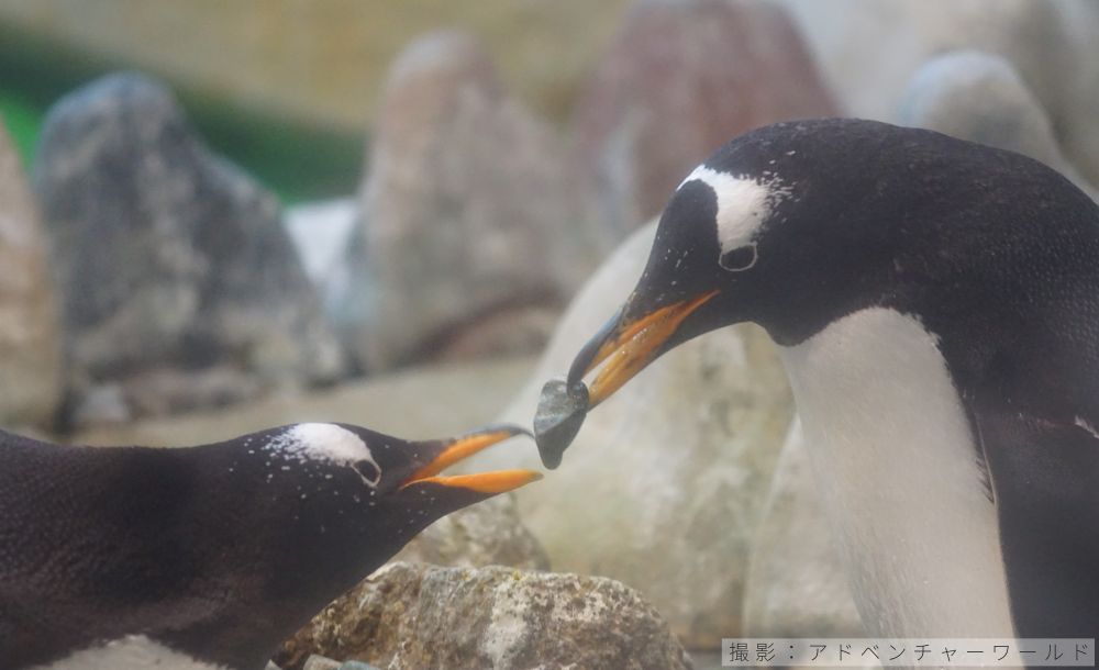 小石を渡すジェンツーペンギン