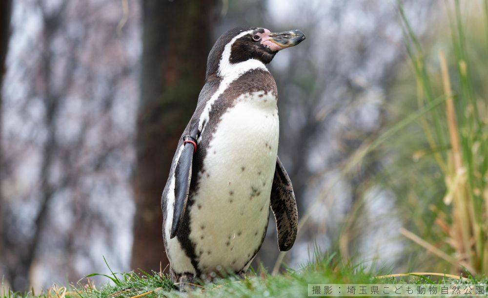 フンボルトペンギンの写真