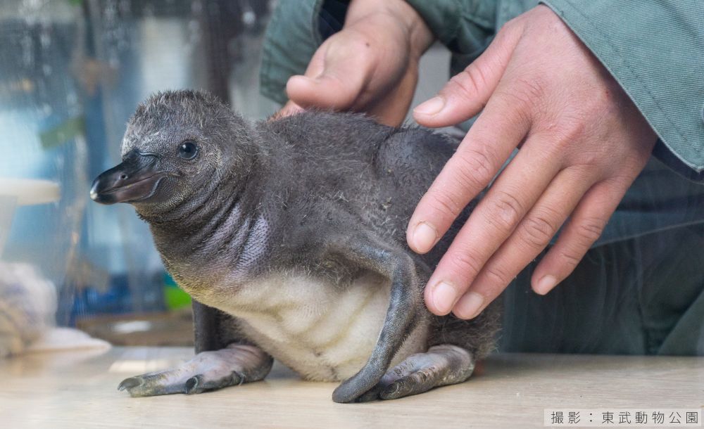 フンボルトペンギンのヒナの写真