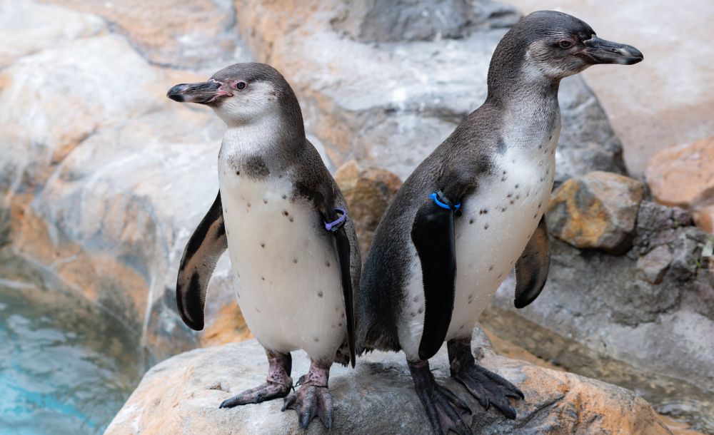 フンボルトペンギンの亜成鳥写真