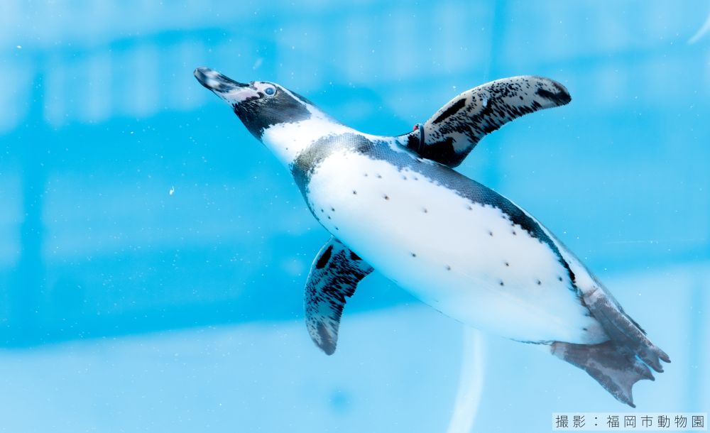 フンボルトペンギンの潜水