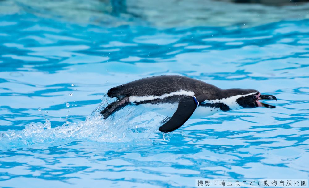 フンボルトペンギンの潜水