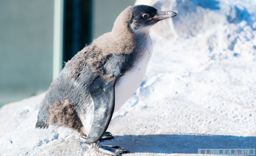 フンボルトペンギンの巣立ち目前のヒナ