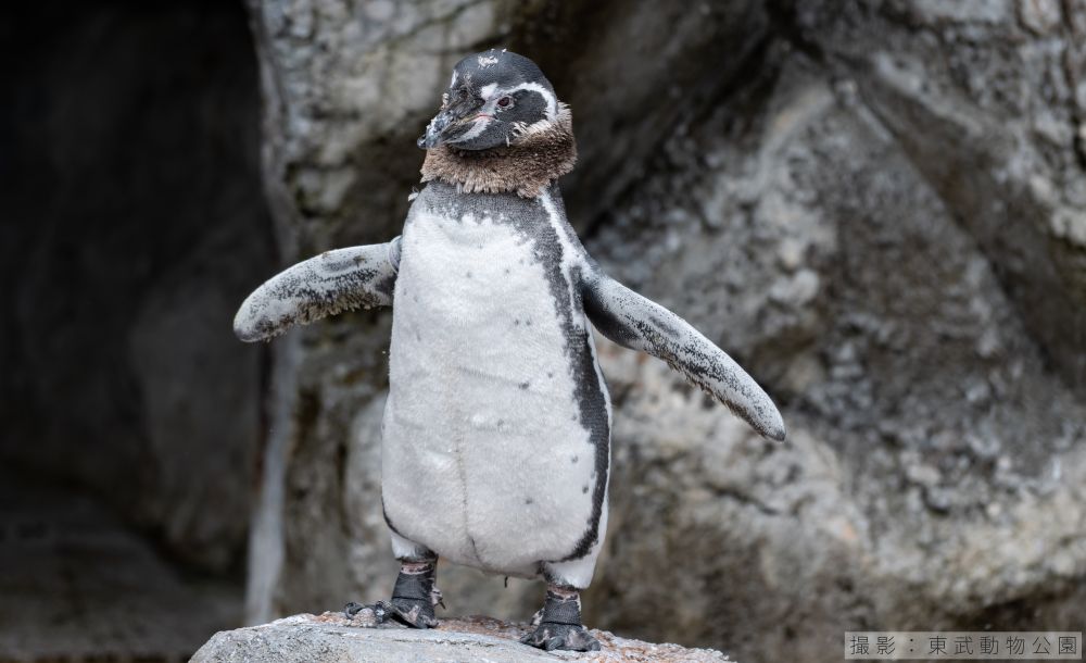 フンボルトペンギンの換羽