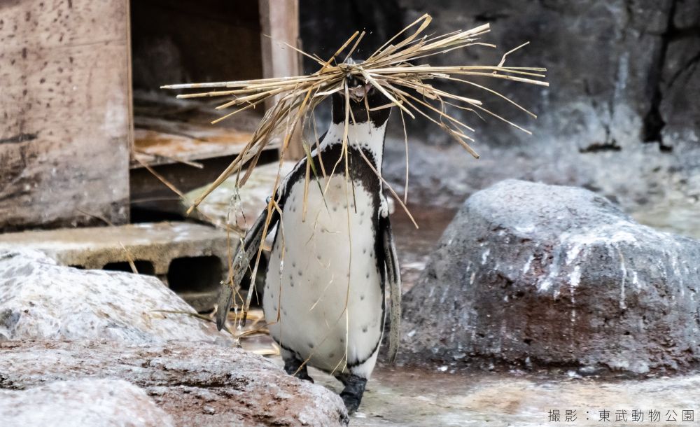 フンボルトペンギンが巣材を運ぶ様子