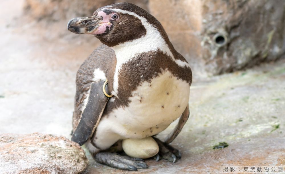 フンボルトペンギンの抱卵