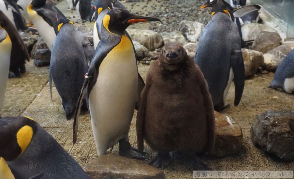 キングペンギンのヒナの写真