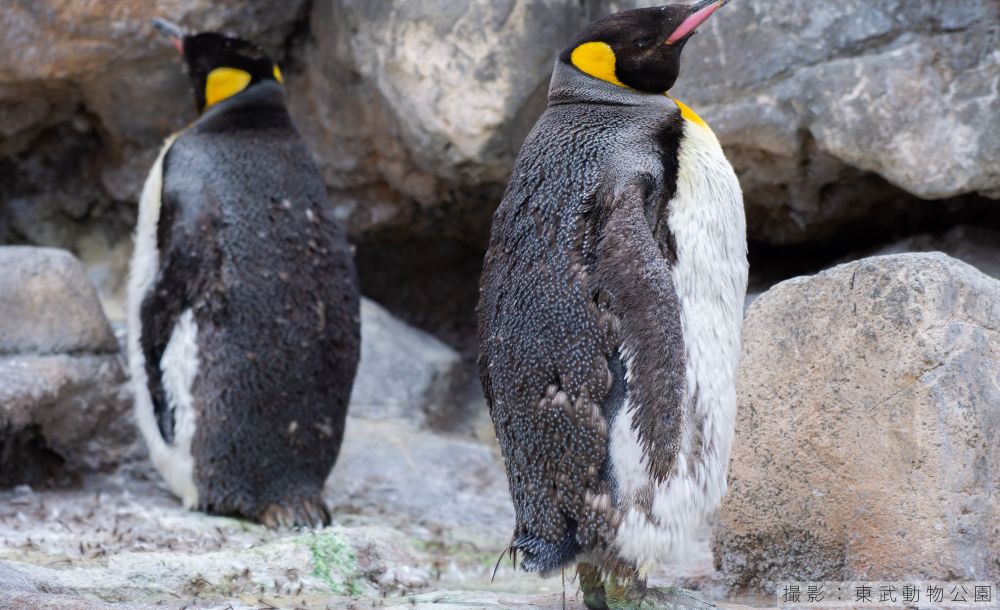 キングペンギンの換羽の様子