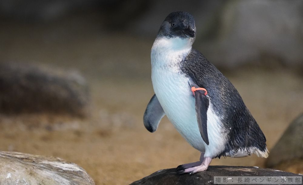 コガタペンギンの写真