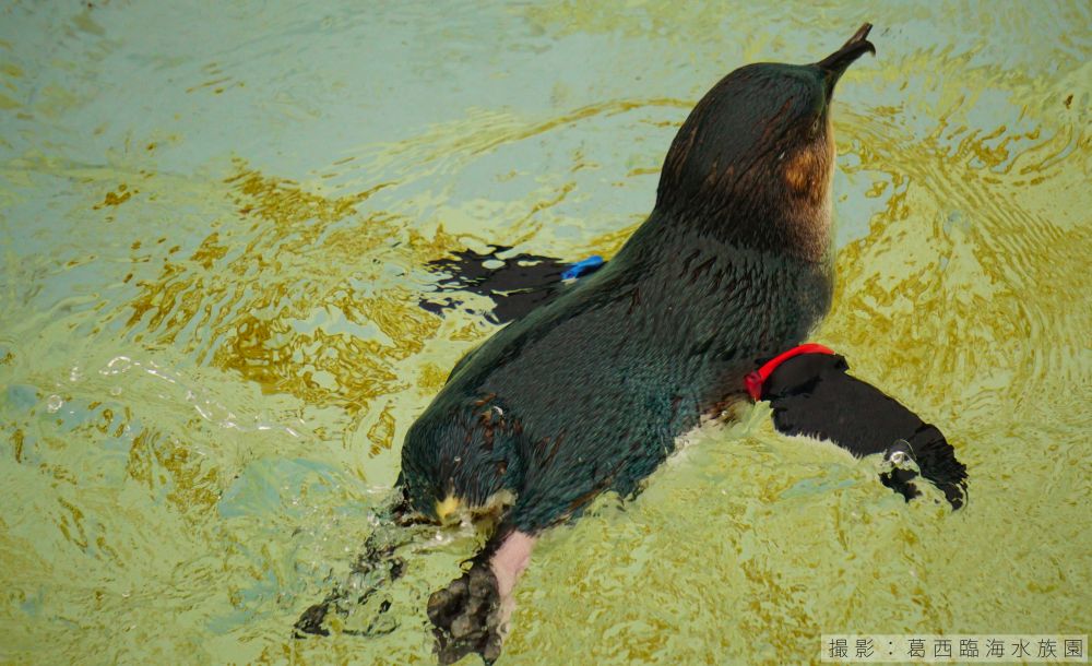 コガタペンギンの泳ぎの様子