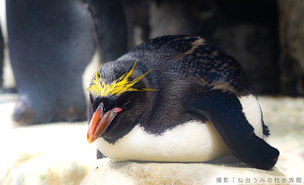 マカロニペンギンの写真