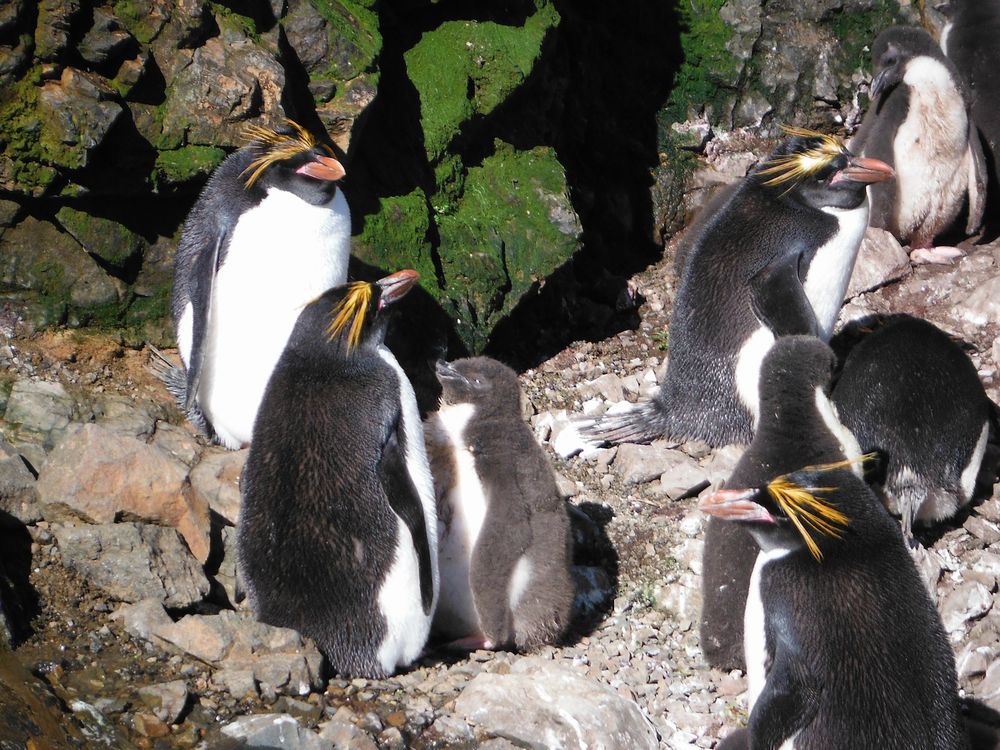 マカロニペンギンのヒナの写真