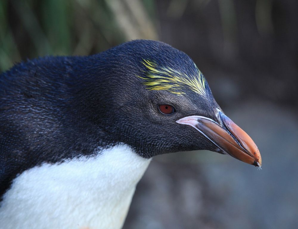 マカロニペンギンの亜成鳥写真