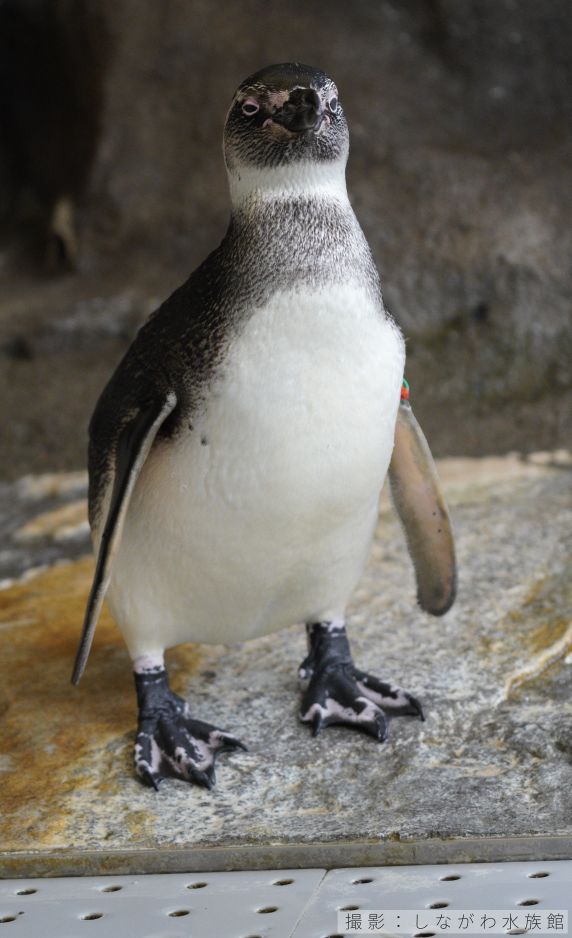 マゼランペンギンの亜成鳥写真